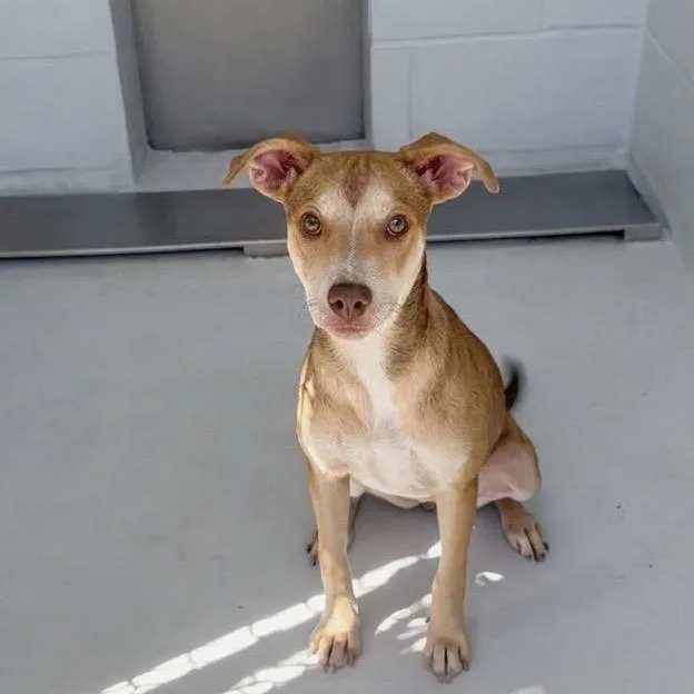 A young small-sized female Brown / Chocolate Mixed Breed dog named Sienna for adoption in Bastrop, TX