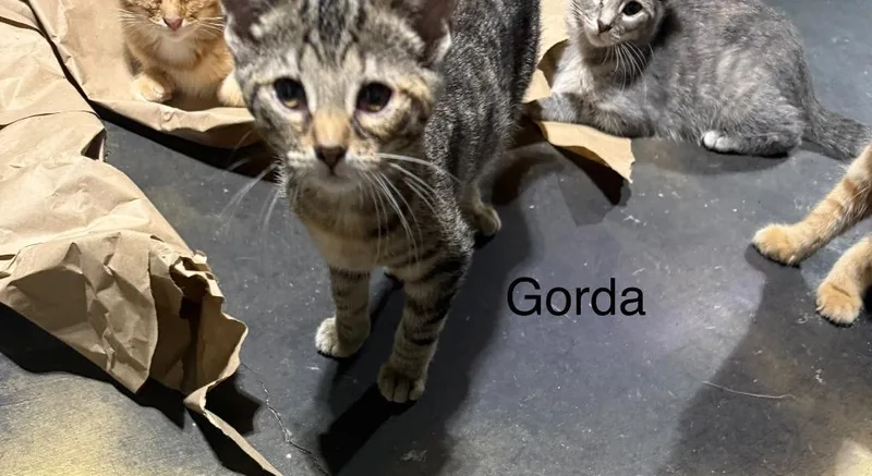A baby medium-sized female Domestic Short Hair cat named Gorda for adoption in Johnson City, TN