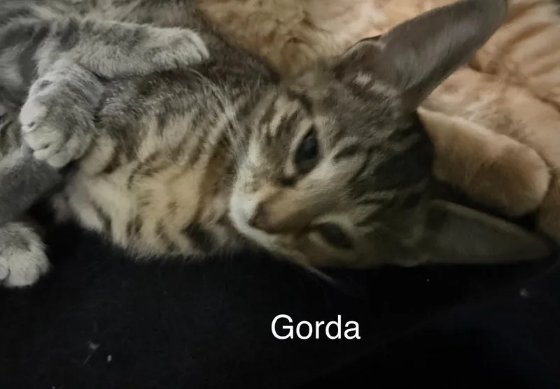 Gorda thumbnail 3