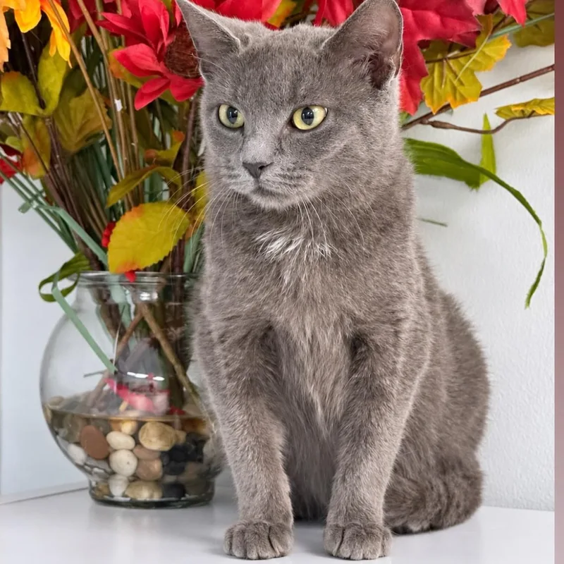 A young medium-sized female Domestic Short Hair cat named Bethany for adoption in Syosset, NY