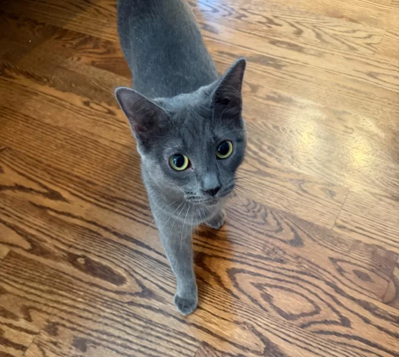 A young medium-sized female Domestic Short Hair cat named Janelle for adoption in Johnson City, TN