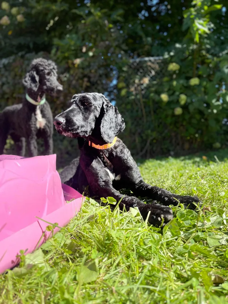 An adult medium-sized female Black Goldendoodle dog named Wednesday for adoption in Clinton, WI