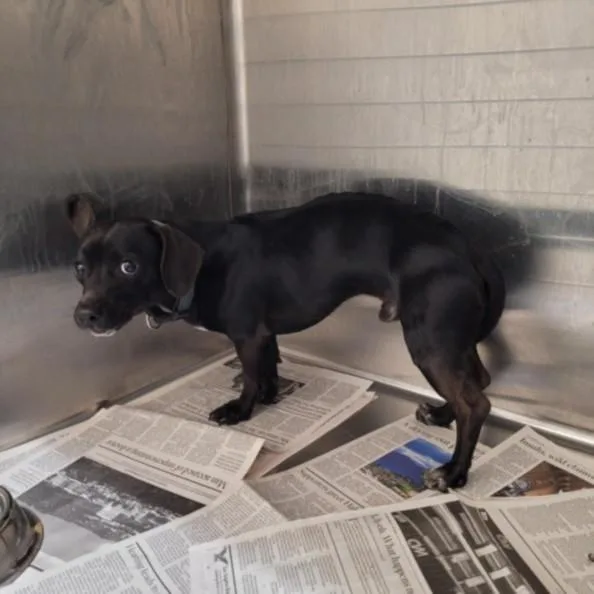 A young small-sized male Chihuahua dog named Spike for adoption in Los Angeles, CA