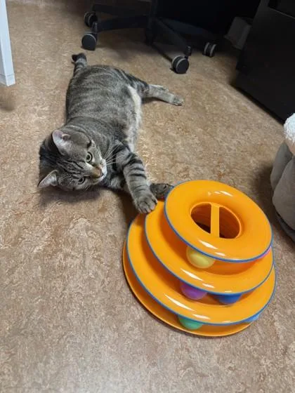 An adult medium-sized male Domestic Short Hair cat named Henry for adoption in Fairfax, VA