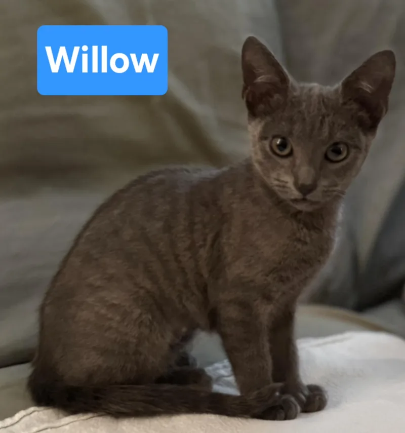 A baby medium-sized female Gray / Blue / Silver Russian Blue cat named Willow for adoption in Fullerton, CA