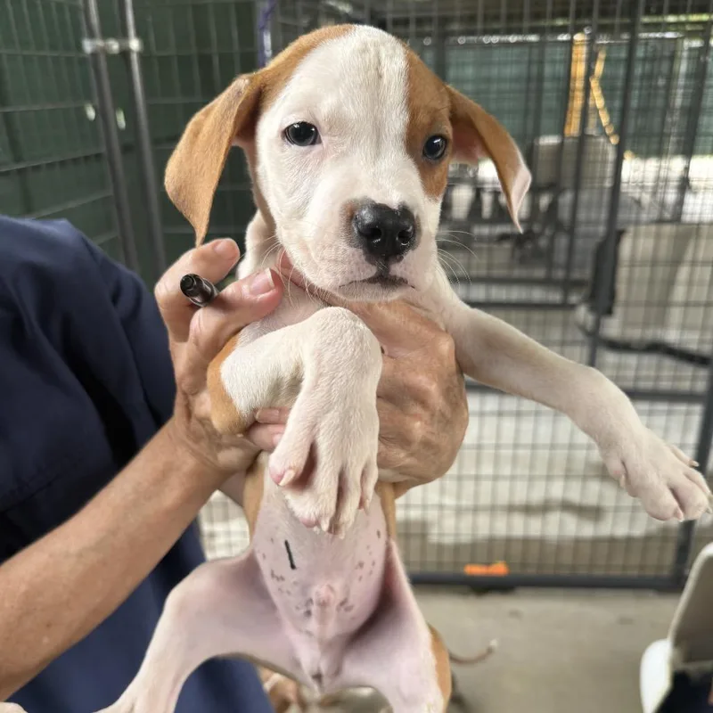 A baby medium-sized male Gray / Blue / Silver Pit Bull Terrier dog named Brynn for adoption in Auburn, NH