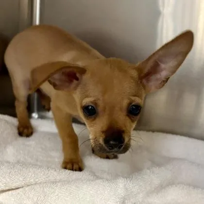 A baby small-sized male Chihuahua dog named Jalapeno Heatwave for adoption in Sacramento, CA