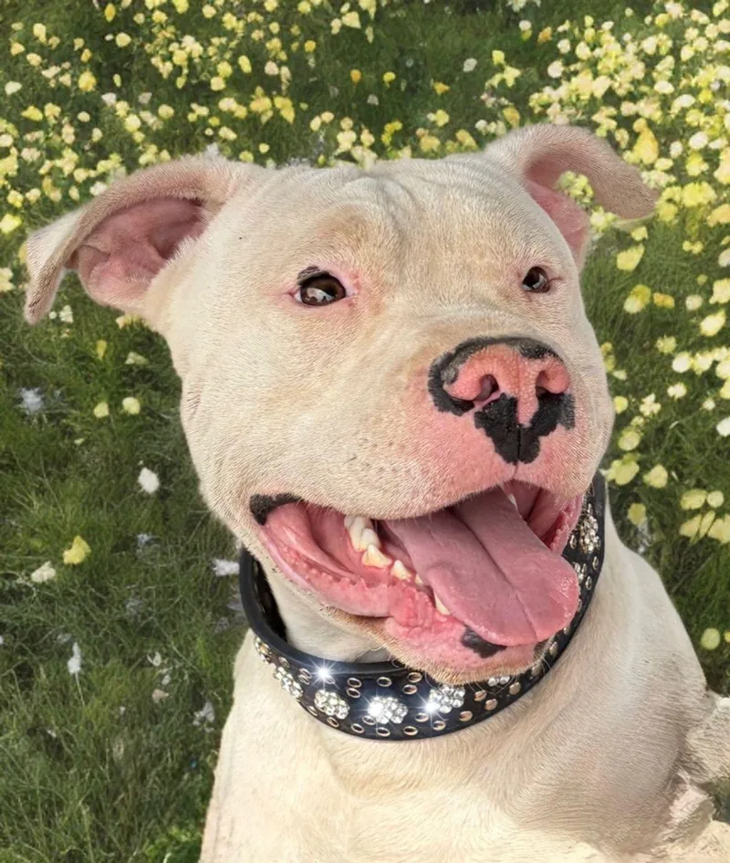 An adult large-sized male White / Cream American Bulldog dog named Spot for adoption in Kingman, AZ
