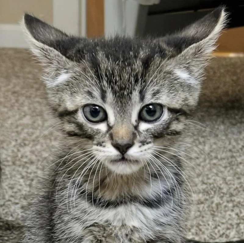 A baby medium-sized male Domestic Short Hair cat named Binxy for adoption in Sonora, CA