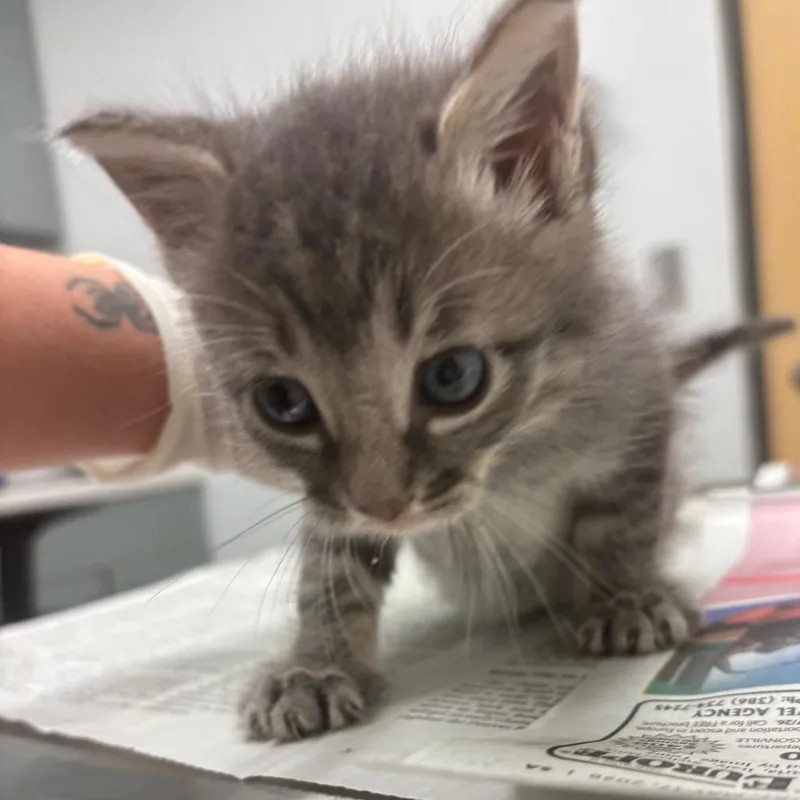 A baby small-sized female Domestic Short Hair cat named Blue Cypress for adoption in Jacksonville, FL