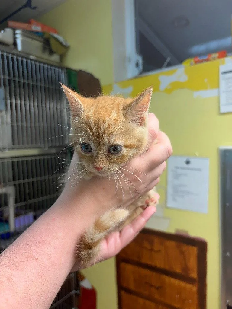 A baby small-sized female Orange / Red Domestic Short Hair cat named Theodosia for adoption in Lovingston, VA