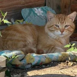 An adult small-sized male Orange / Red Domestic Short Hair cat named Stray Tom for adoption in Rochester, MN