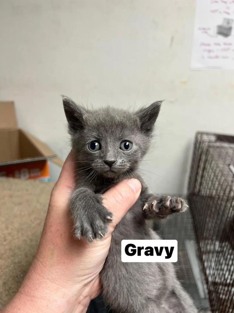 Gravy