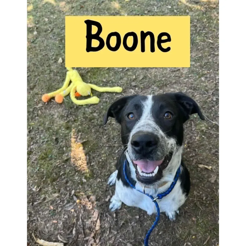 Boone thumbnail 2
