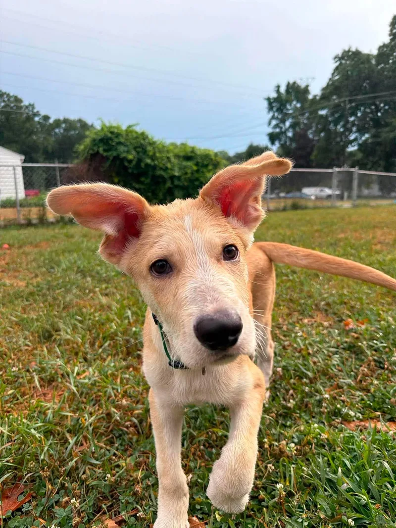 A baby large-sized male Anatolian Shepherd dog named Caleb for adoption in Coldwater, MI