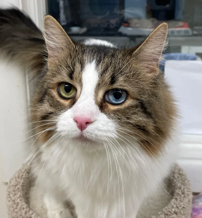 An adult large-sized male Domestic Long Hair cat named Maxx for adoption in Norton, MA