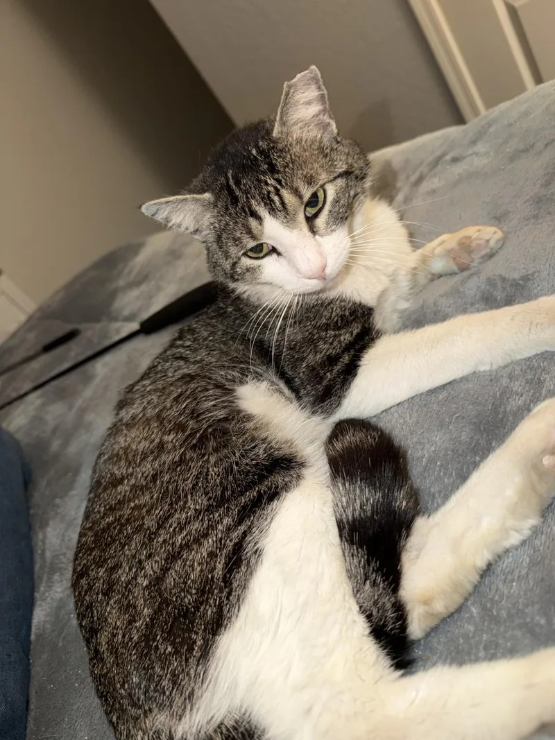 Peter Parker thumbnail 3