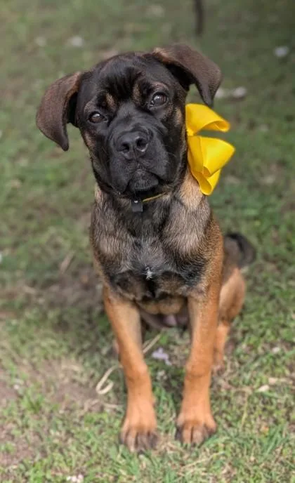 A young medium-sized female Bullmastiff dog named Roxie for adoption in Gulfport, MS