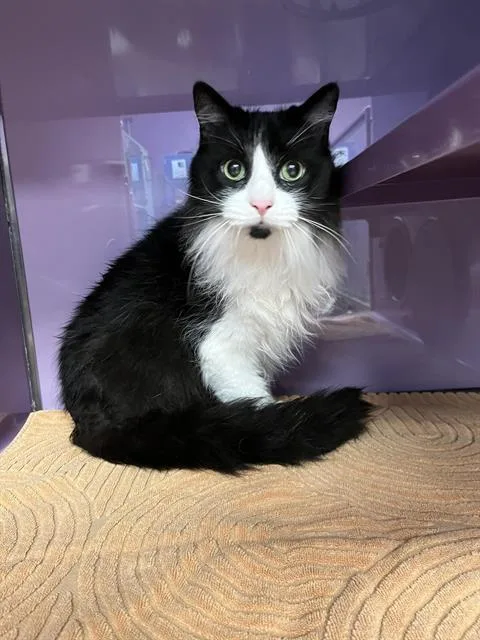 An adult medium-sized female Domestic Long Hair cat named Roxy for adoption in Santa Cruz, CA
