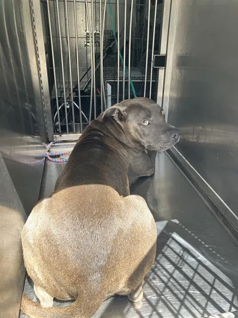 A young large-sized female Mixed Breed dog named Susan for adoption in Dallas, TX