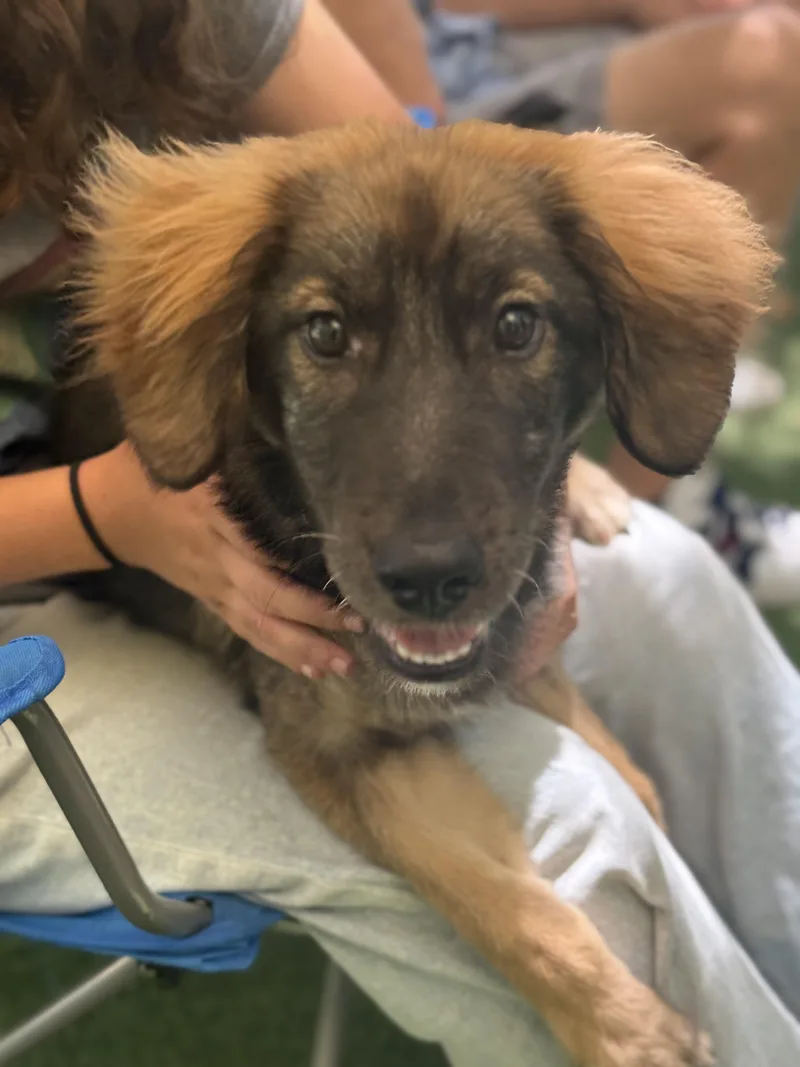 A baby large-sized male Red / Chestnut / Orange Labrador Retriever dog named Ziggy for adoption in San Diego, CA