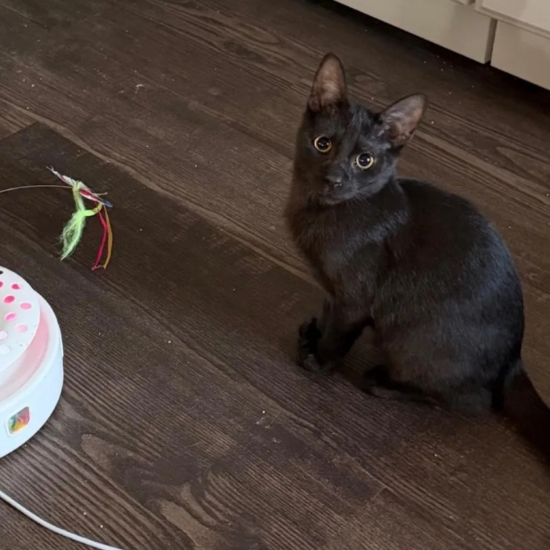 A baby small-sized male Black Domestic Short Hair cat named Pepsi for adoption in Fayetteville, GA