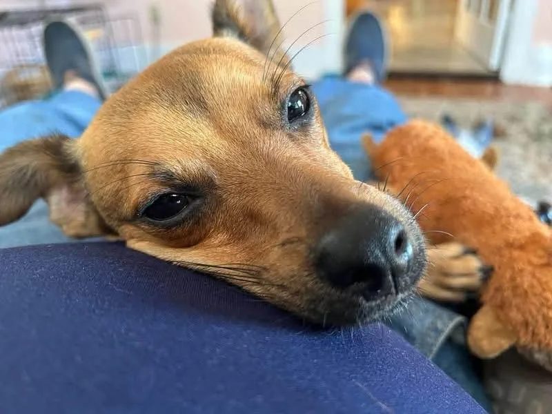 A young small-sized male Mixed Breed dog named Tiggy for adoption in Highland, NY
