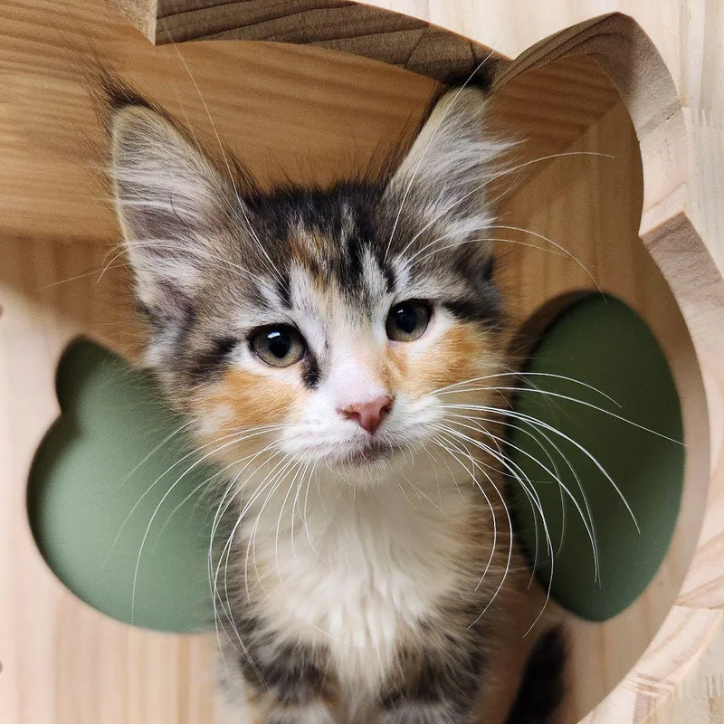 A baby medium-sized female Domestic Long Hair cat named Sandy Cheeks for adoption in Liberty, MO