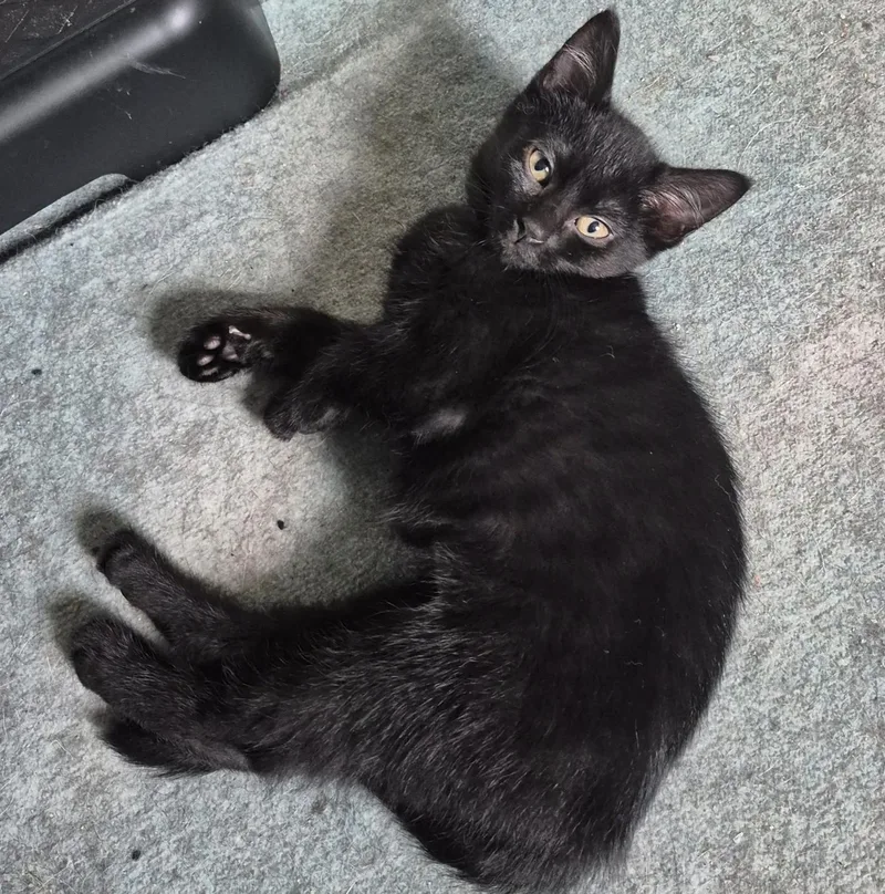 A baby medium-sized female Domestic Short Hair cat named Indee for adoption in Rochester, NY