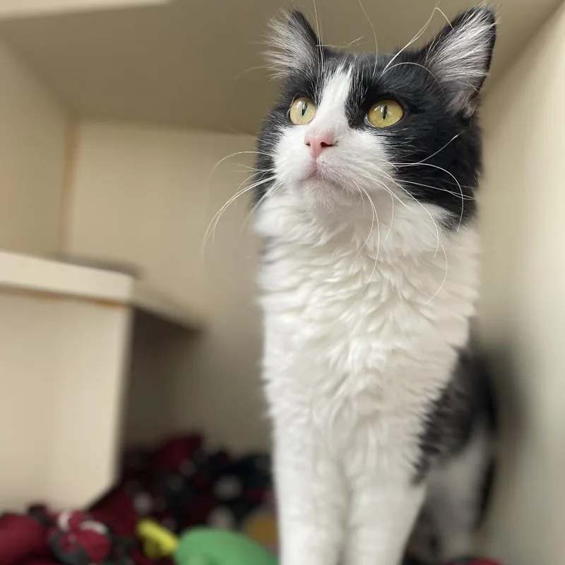 A young small-sized female Black Domestic Medium Hair cat named Cassoulet for adoption in St. Louis, MO
