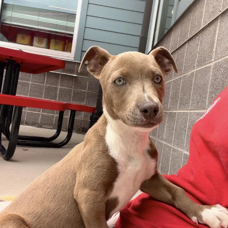 A baby small-sized female Brown / Chocolate Mixed Breed dog named Victoria for adoption in Chattanooga, TN