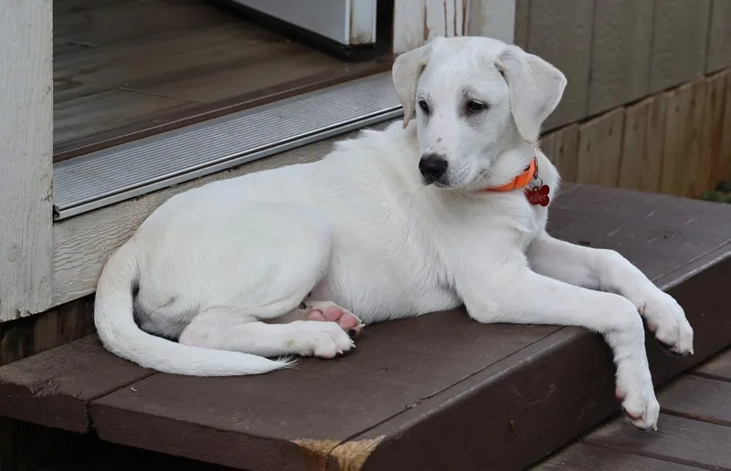 Dickenson thumbnail 2