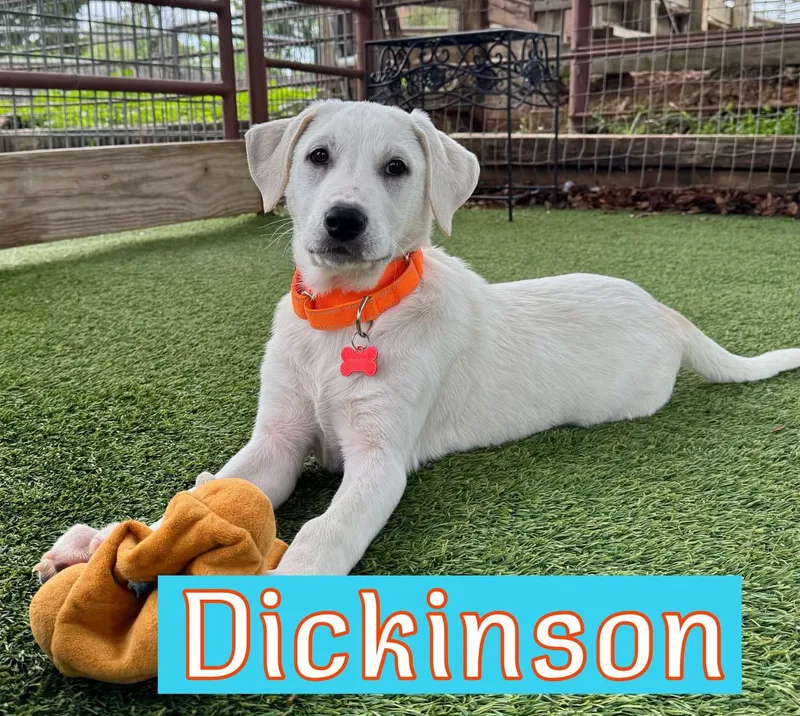 A young large-sized male Labrador Retriever dog named Dickenson for adoption in Southlake, TX