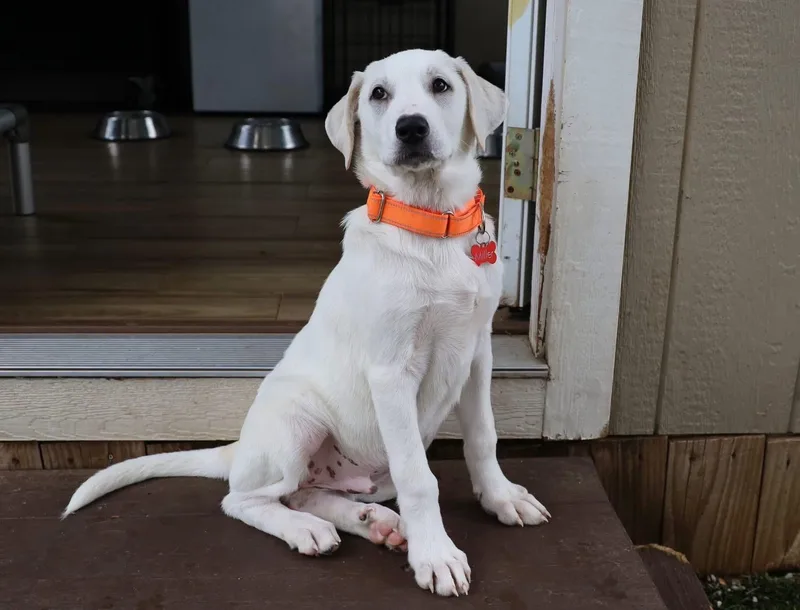 Dickenson thumbnail 3