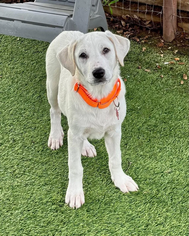 Dickenson thumbnail 4