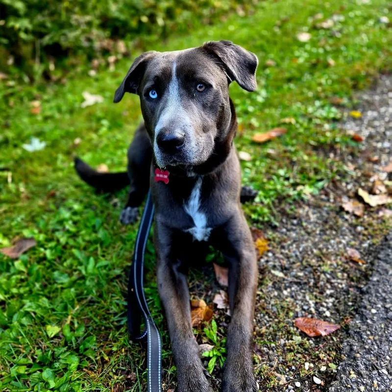 A young medium-sized male Retriever dog named Banjo for adoption in Warren, OH