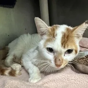 An adult medium-sized male Tabby (Orange / Red) Domestic Short Hair cat named Curly Fry for adoption in Athens, GA