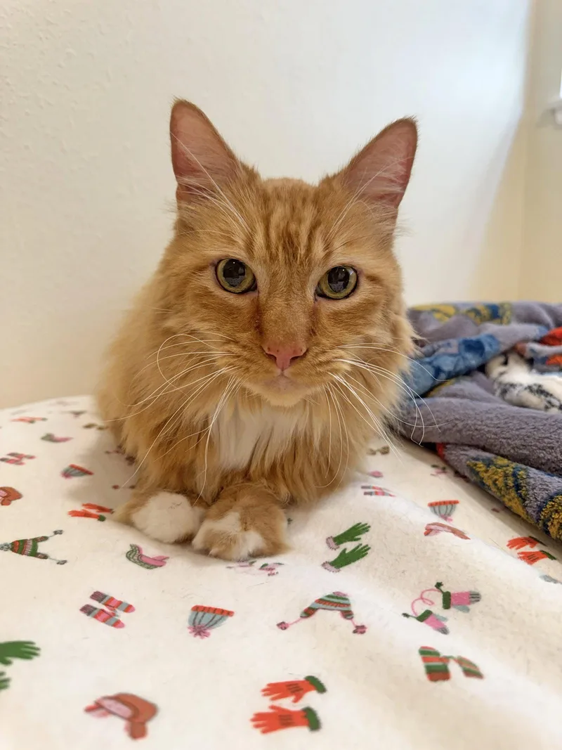 A senior small-sized male Orange & White Domestic Medium Hair cat named Zander for adoption in Mission Viejo, CA