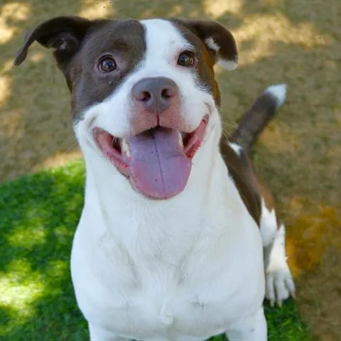 An adult medium-sized male White / Cream American Staffordshire Terrier dog named Rj for adoption in Novelty, OH