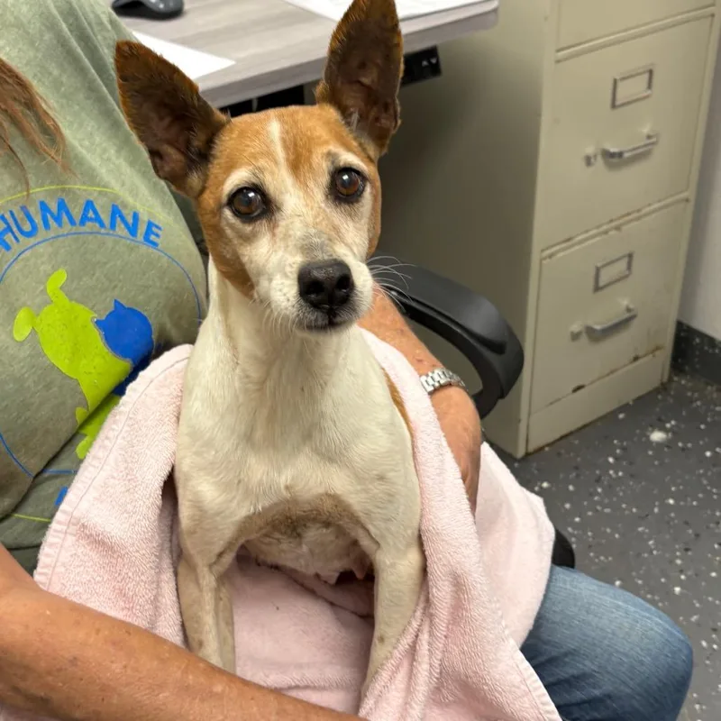 A senior small-sized female White / Cream Mixed Breed dog named Sister for adoption in Columbiana, AL