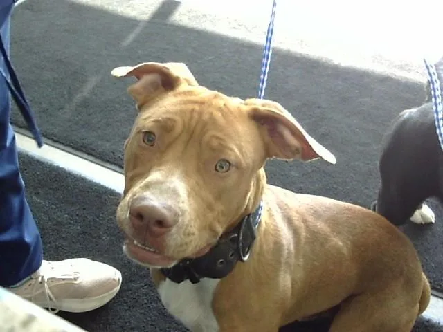 A young medium-sized male Pit Bull Terrier dog named Caterpillar for adoption in Toledo, OH
