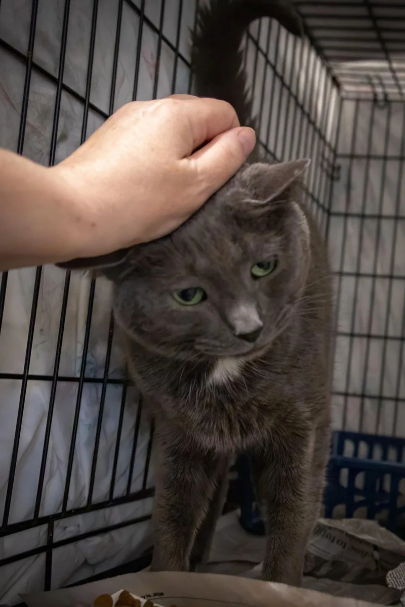 An adult medium-sized male Domestic Short Hair cat named Moss for adoption in Greenville, DE