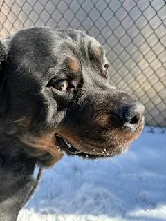 An adult extra large-sized male Rottweiler dog named Nipsey for adoption in Lincoln, NE