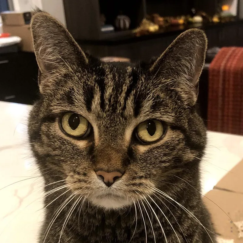 Missy Bella thumbnail 3