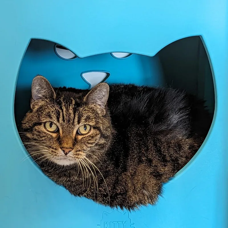 Missy Bella thumbnail 4