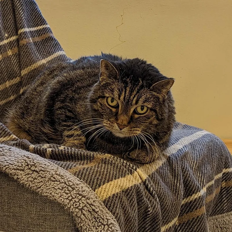 Missy Bella thumbnail 5