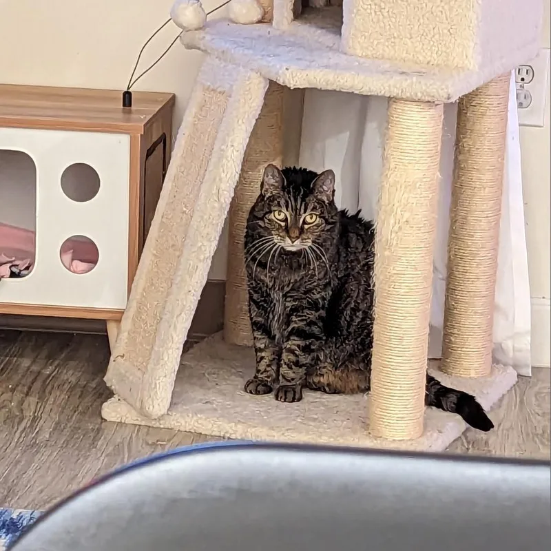 Missy Bella thumbnail 6