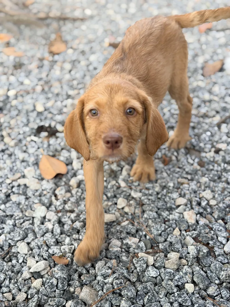A baby medium-sized female Golden Golden Retriever dog named Zisa for adoption in Shrewsbury, MA