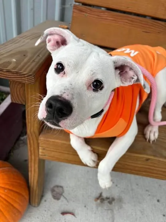 A young medium-sized female Pit Bull Terrier dog named Sophia for adoption in Howes Cave, NY