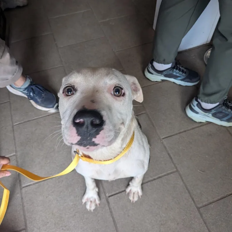 A young medium-sized female White / Cream Mixed Breed dog named Sundae  SH for adoption in Huntington, WV